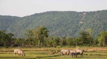 Phnom